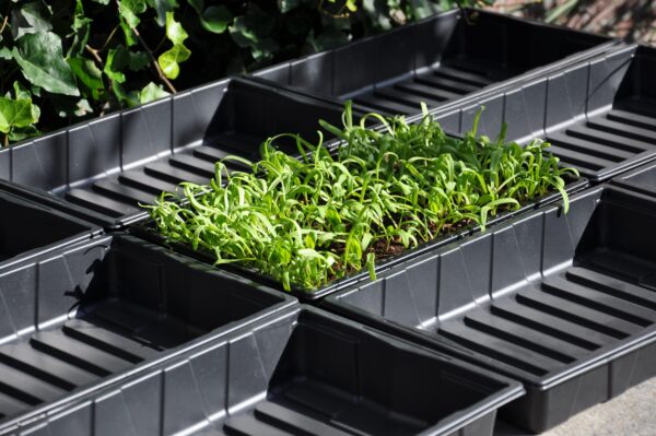 Seed tray 37,5 x 23 x 6 cm - set a 12