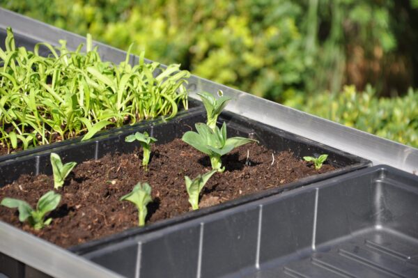 Seed tray 37,5 x 23 x 6 cm - set a 12 - Afbeelding 2