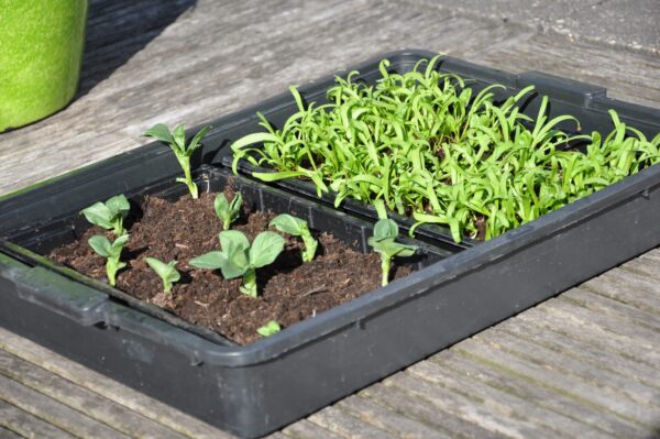 Seed tray 37,5 x 23 x 6 cm - set a 12 - Afbeelding 4